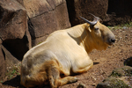 多摩動物公園 ゴールデンターキン