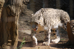 多摩動物公園 雪豹
