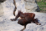 多摩動物公園 水を飲むオランウータンの子供