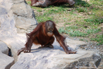 多摩動物公園 オランウータン