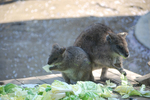 多摩動物公園 ワラビー