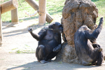 多摩動物公園 チンパンジー