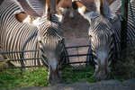 多摩動物公園 シマウマ
