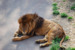 多摩動物公園 ライオン