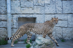 多摩動物公園 チーター