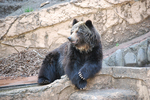 多摩動物公園 ヒグマの哀愁