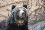 多摩動物公園 ヒグマのなんだか悲しい顔