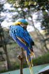 多摩動物公園 インコ