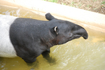 多摩動物公園 マレーバクの水浴び