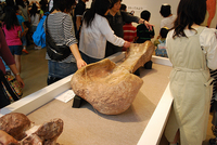 DSC_0451.jpg