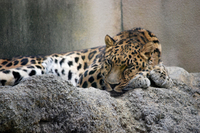 王子動物園