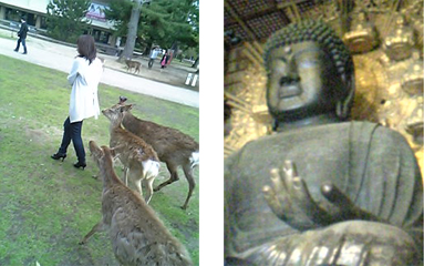 奈良の大仏と奈良公園の鹿。