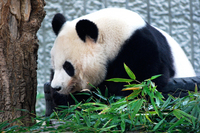 王子動物園