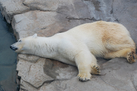 王子動物園