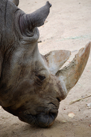 王子動物園