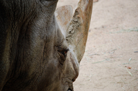 王子動物園