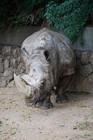 王子動物園