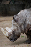 王子動物園