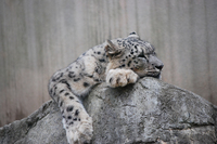 王子動物園